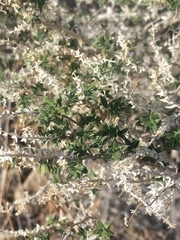 Galium stellatum eremicum