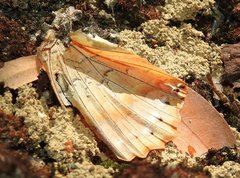 Charaxes marmax