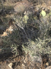 Galium stellatum eremicum