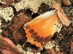 Charaxes marmax