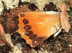Charaxes marmax