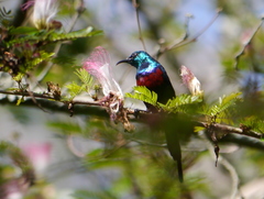 Cinnyris erythrocercus
