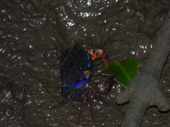 Parasesarma indiarum