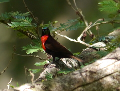 Chalcomitra senegalensis
