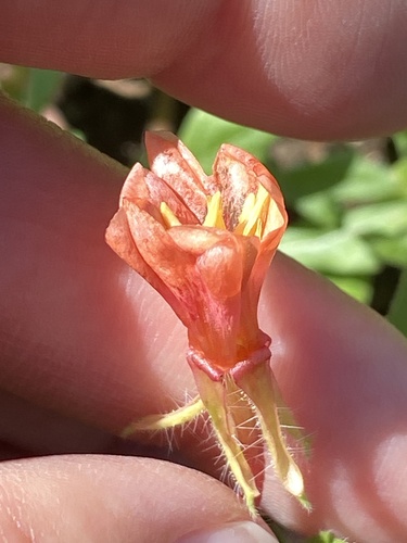 Oenothera laciniata, 2025-09-12