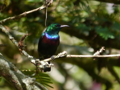 Cinnyris mariquensis