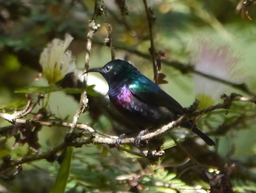Purple-banded Sunbird (Cinnyris bifasciatus), photo 7
