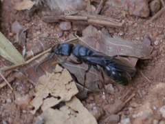 Paltothyreus tarsatus