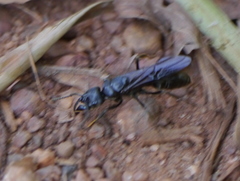 Paltothyreus tarsatus