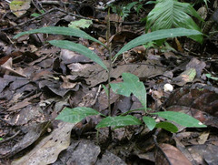 Bertholletia excelsa