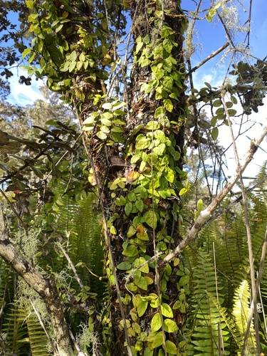 Ficus pumila observed 2025-09-12