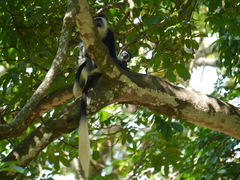 Colobus guereza