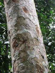 Apuleia leiocarpa