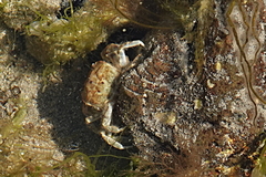 Brachyura