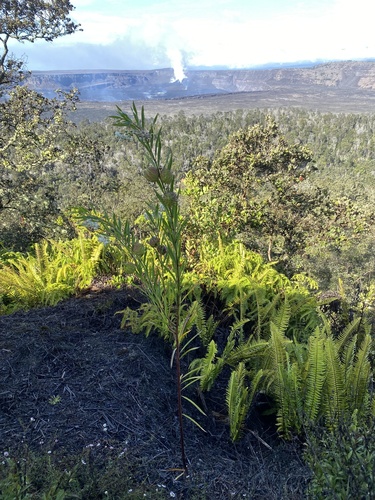 Gomphocarpus physocarpus observed 2025-09-12