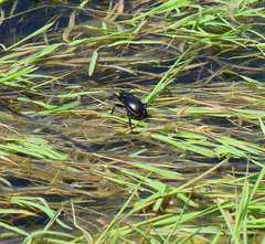 Calosoma laeve