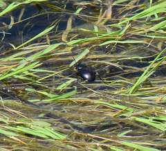 Calosoma laeve