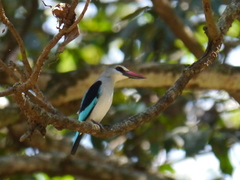 Halcyon senegalensis