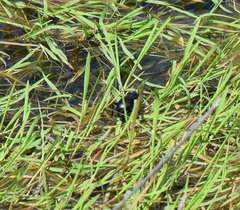 Calosoma laeve