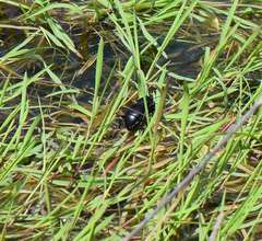 Calosoma laeve