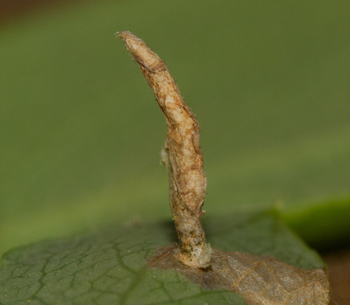 Coleophora vacciniivorella