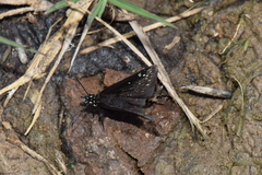 Pholisora mejicanus