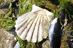 Aequipecten tehuelchus