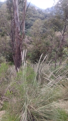 Muhlenbergia robusta