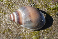 Buccinastrum deforme