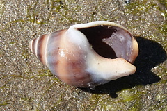 Buccinastrum deforme