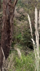 Muhlenbergia robusta