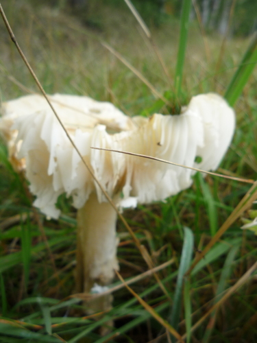 Common Gilled Mushrooms and Allies