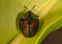 Cyrtonota tristigma