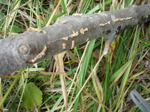 Crimped Gill
