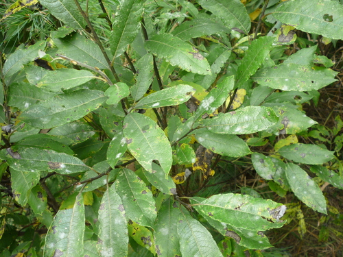 Sallow Mildew
