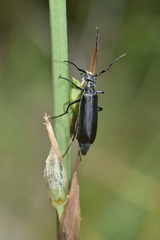 Epicauta curvicornis