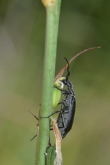 Epicauta curvicornis