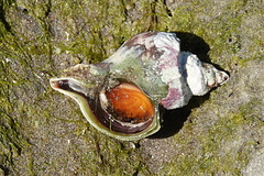 Trophon geversianus