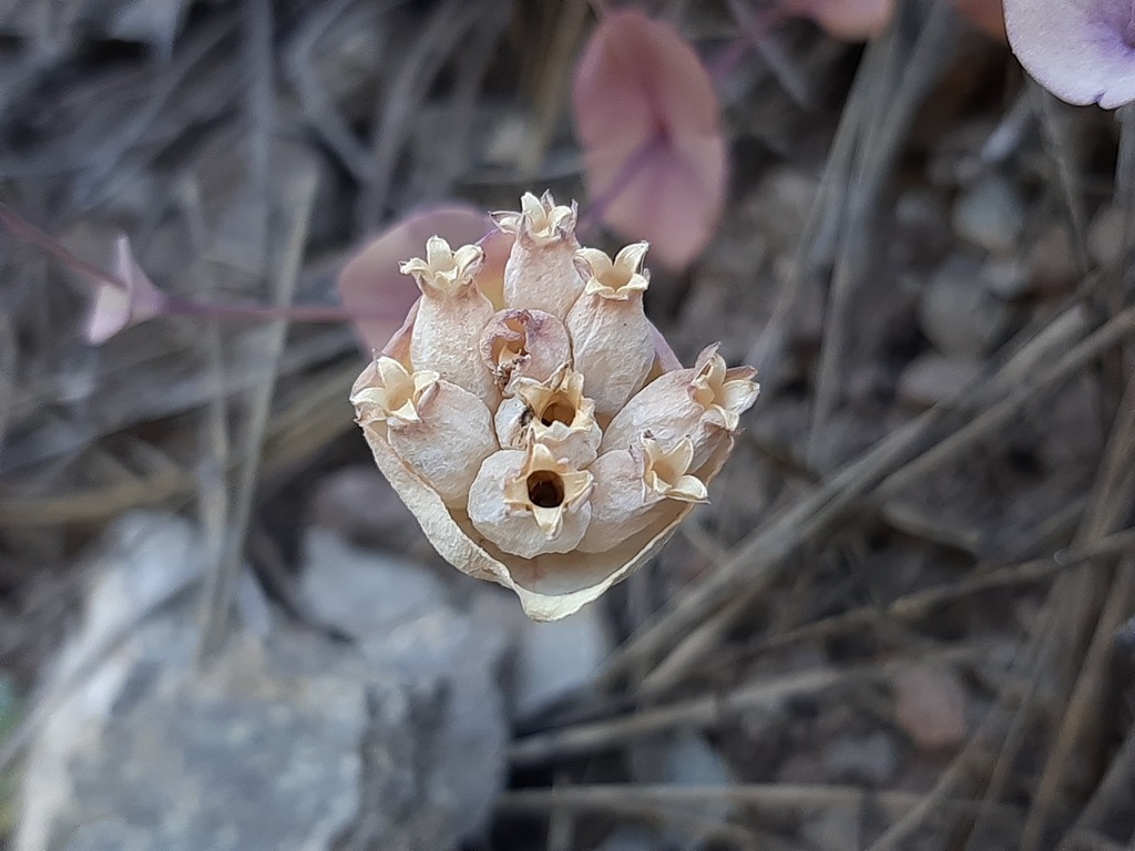 Cyathophylla chlorifolia