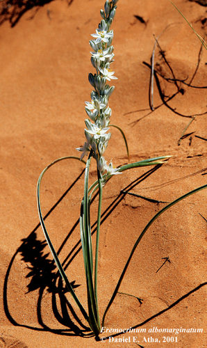 Lonely lily (Eremocrinum albomarginatum)