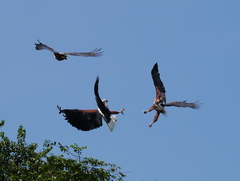Haliaeetus vocifer