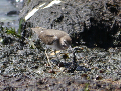 Actitis hypoleucos