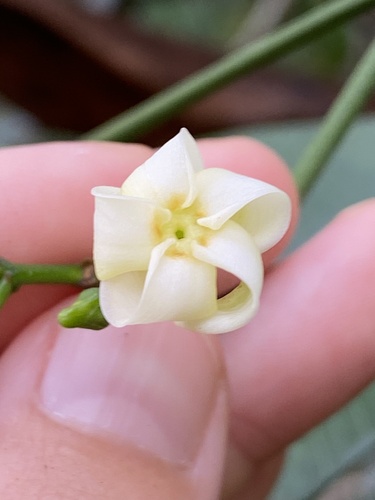 Ochrosia haleakalae