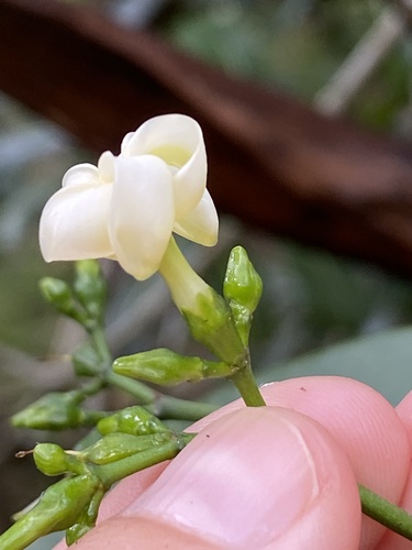 Ochrosia haleakalae