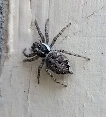 Menemerus semilimbatus