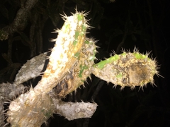 Opuntia gaumeri