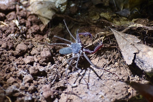 Paraphrynus robustus