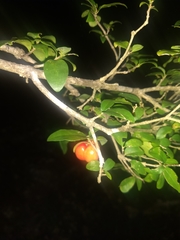 Malpighia glabra