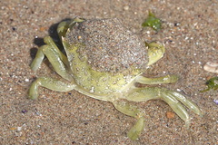 Carcinus maenas