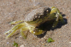 Carcinus maenas